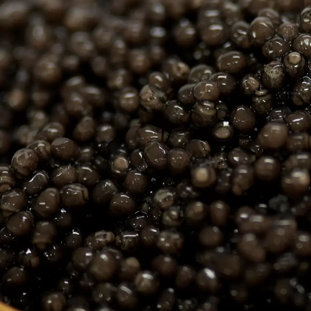 Beluga Iran – Image 2