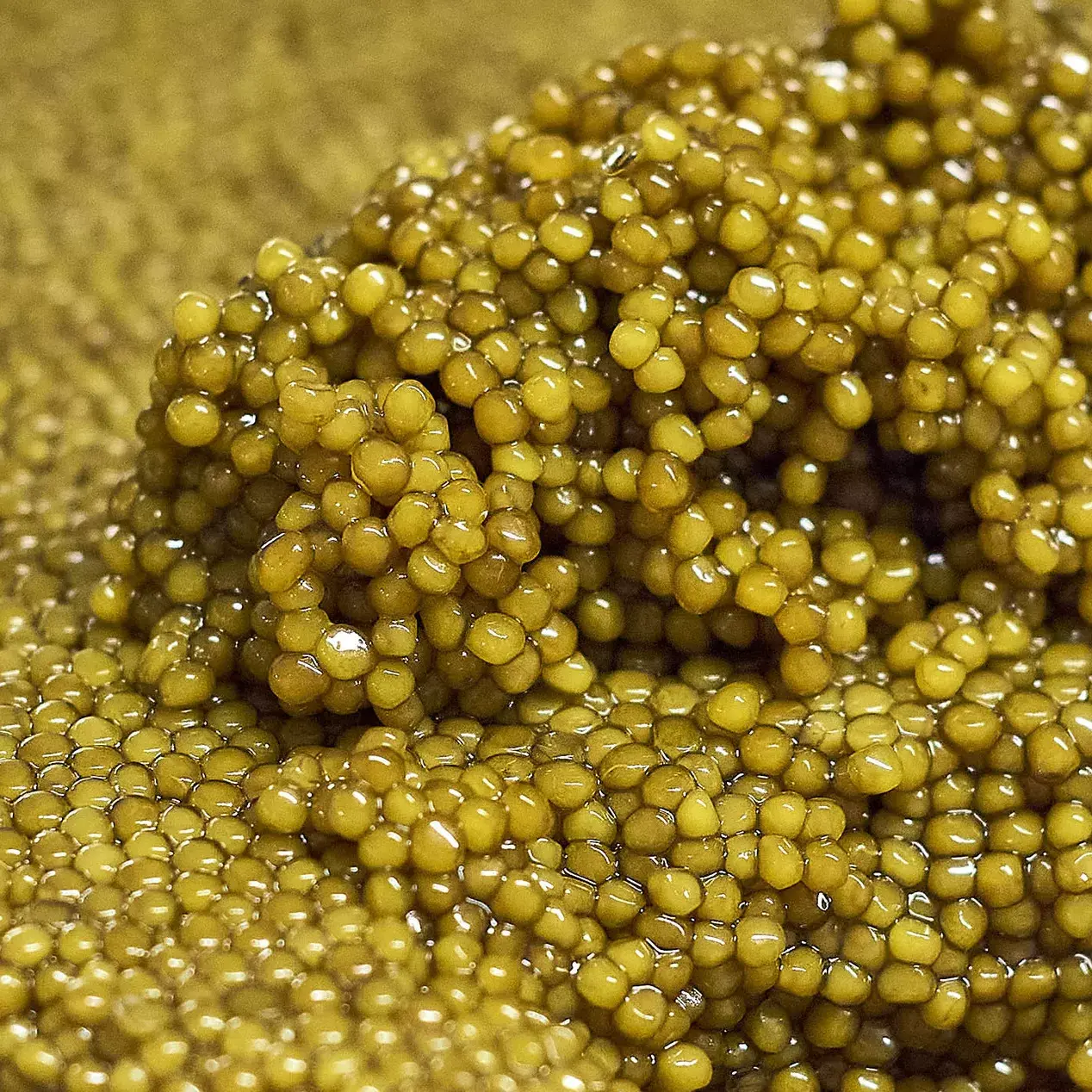 Tsar Imperial Gold – Image 2