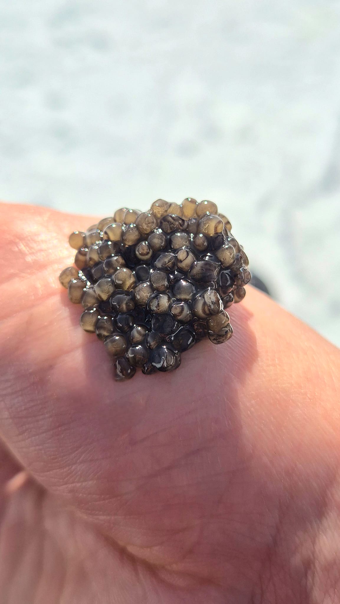 Beluga Iran – Image 4