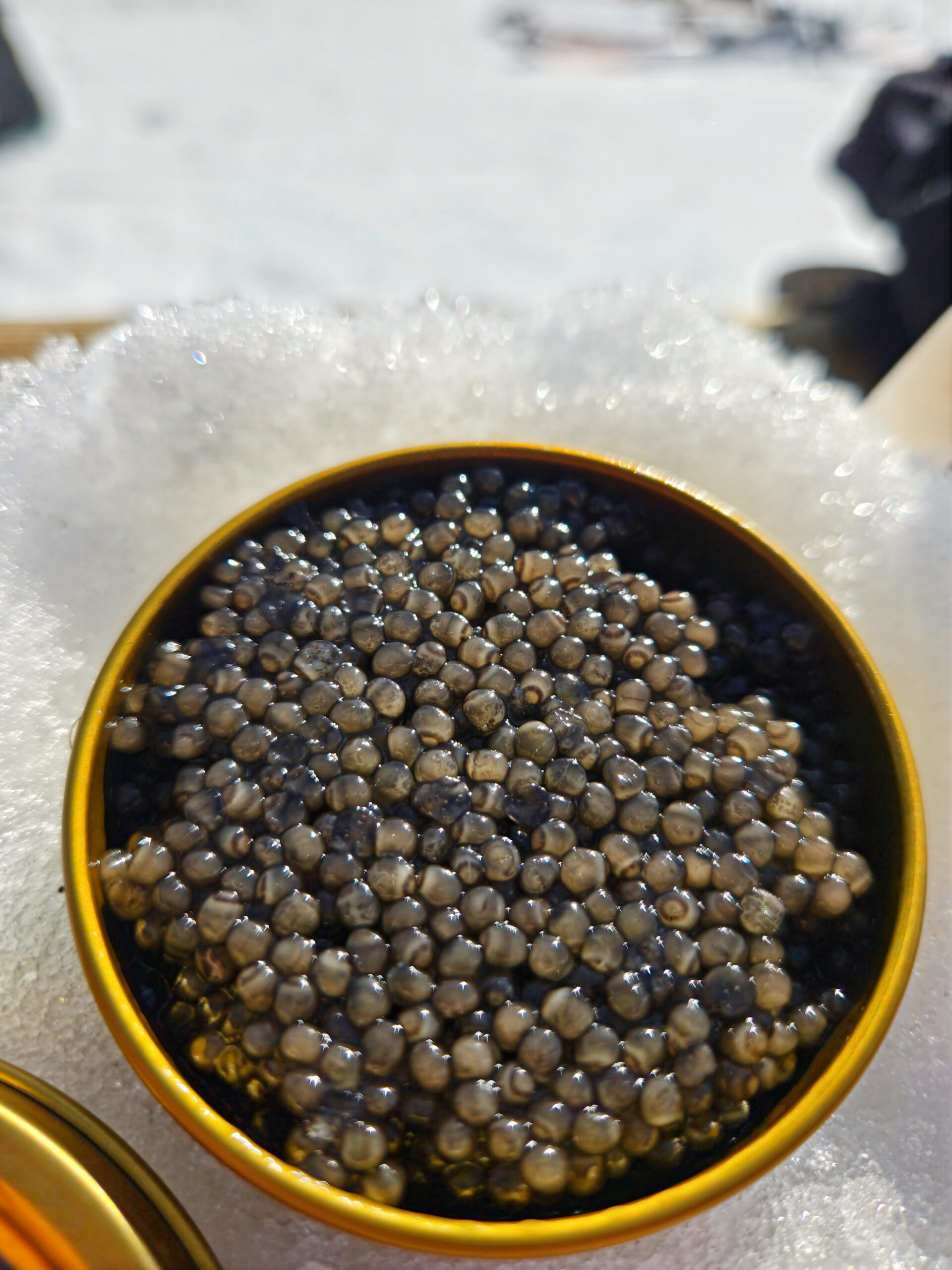 Beluga Iran – Image 3